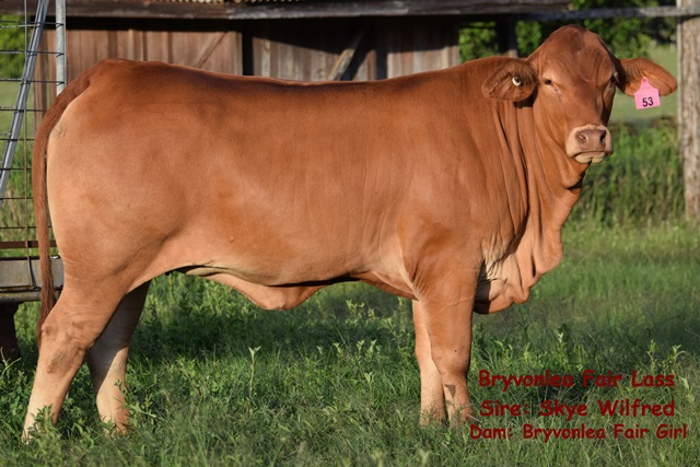 Bryvonlea Fair Lass